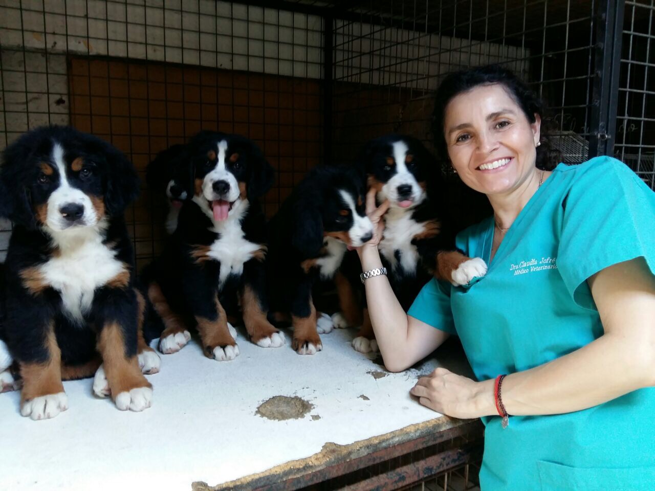 Veterinarian at work